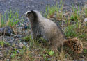 Marmota caligata